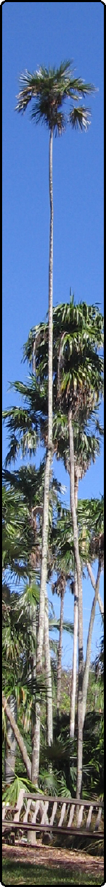 tall palm